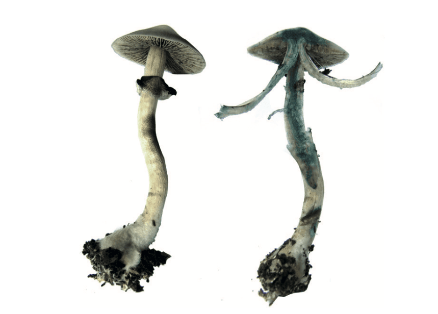 Blueing reaction of Psilocybe cubensis