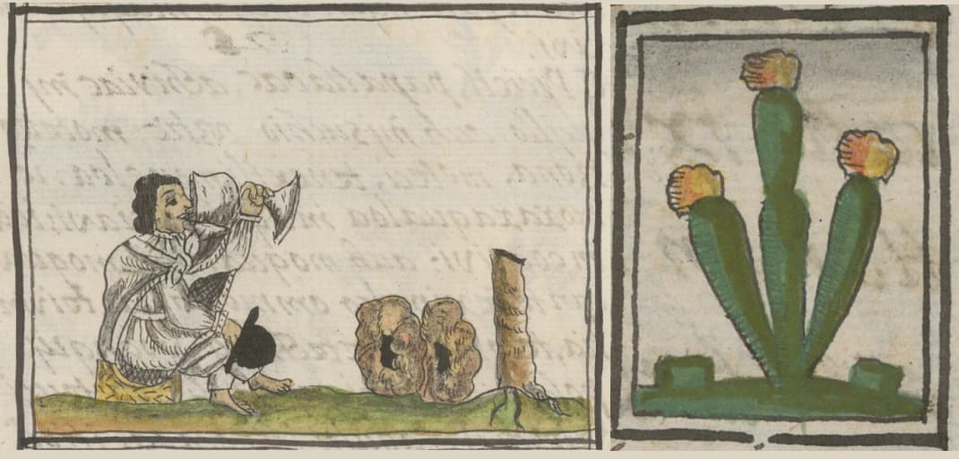 Teonanácatl in Florentine Codex