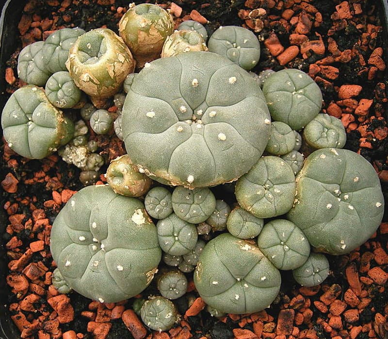Peyote (Lophophora williamsii) is a small, spineless cactus with psychoactive alkaloids, particularly mescaline. Peyote has been used for religious purposes by indigenous people for thousands of years.