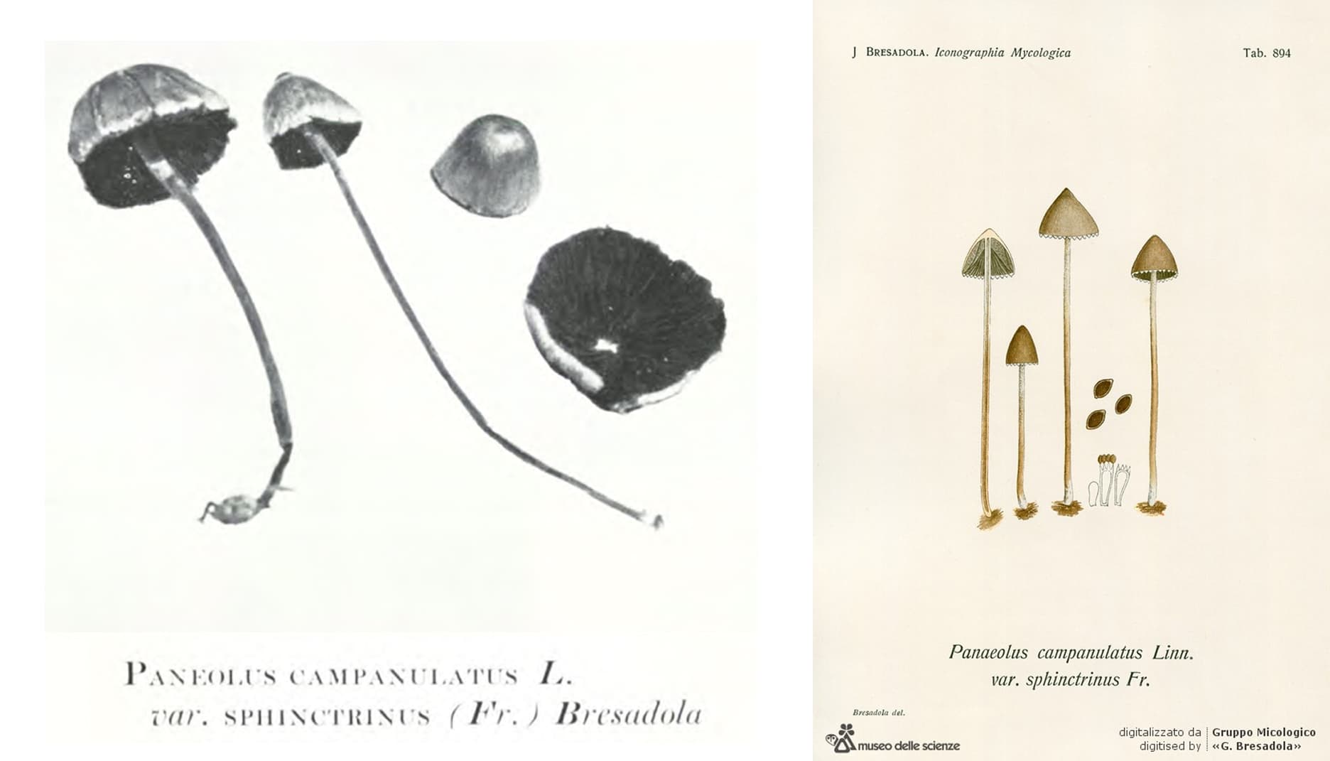 Blueing reaction of Psilocybe cubensis