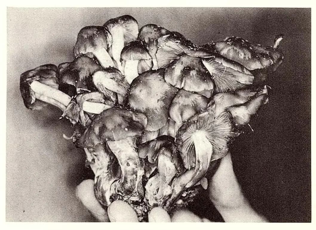 Wasson's group used the mushroom *Psilocybe caerulescens* Murrill var. *mazatecorum* Heim in the velada ceremony