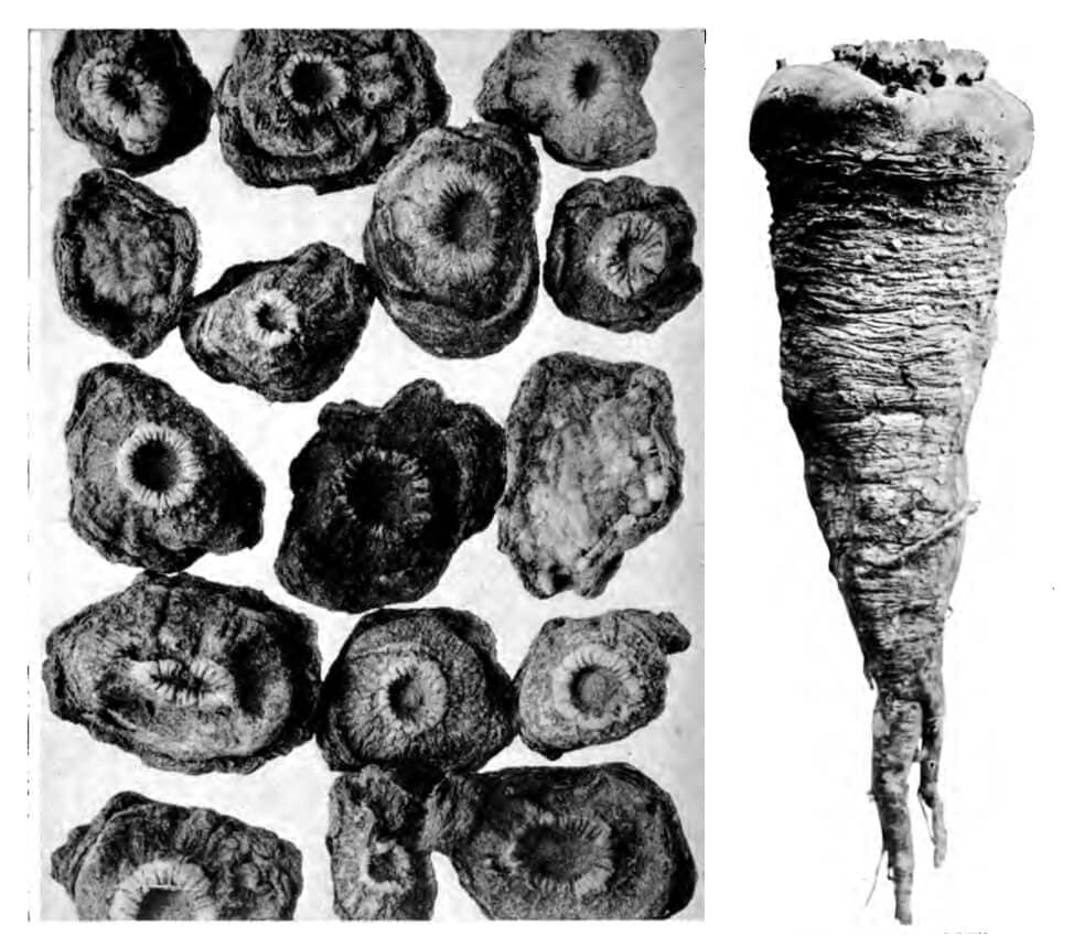 Peyote and teonanacatl