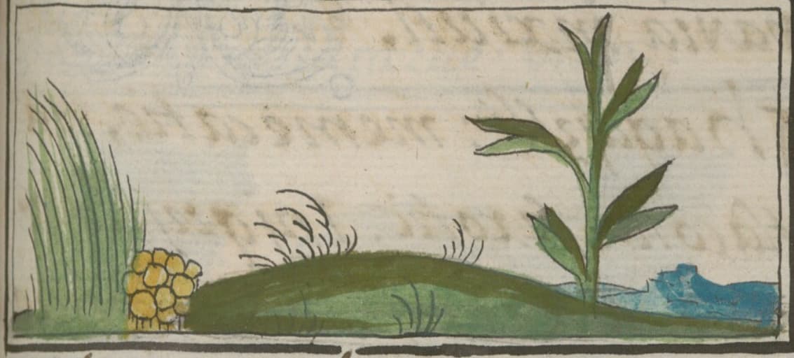 Teonanácatl and Tochtetepon